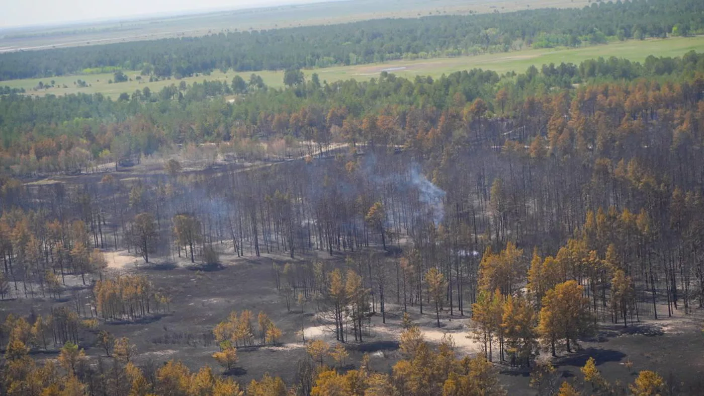 В пожаре в области Абай подозревают руководство резервата «Семей-Орманы»