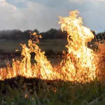 A fire burns in a field with dry grass.