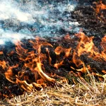 Fire burning dry grass.