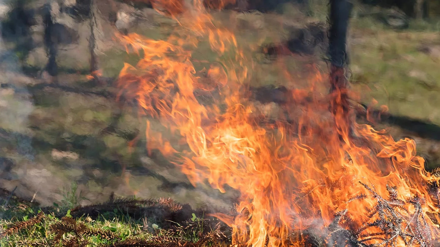 За год в лесном фонде ВКО было больше 75 пожаров, 26 из них – на особо охраняемых территориях