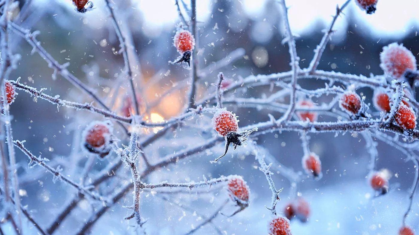 Морозы до 38 градусов прогнозируют в ВКО