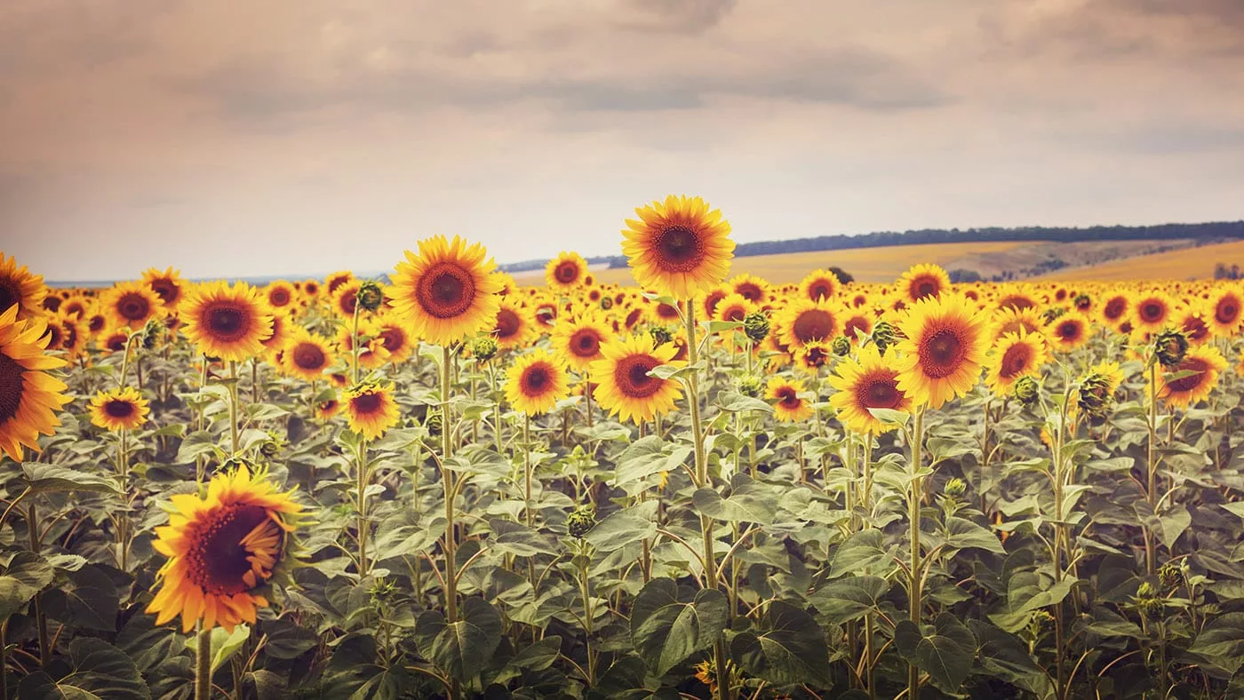 Семена гибридов подсолнечника из ВКО заняли второе место на конкурсе в РФ