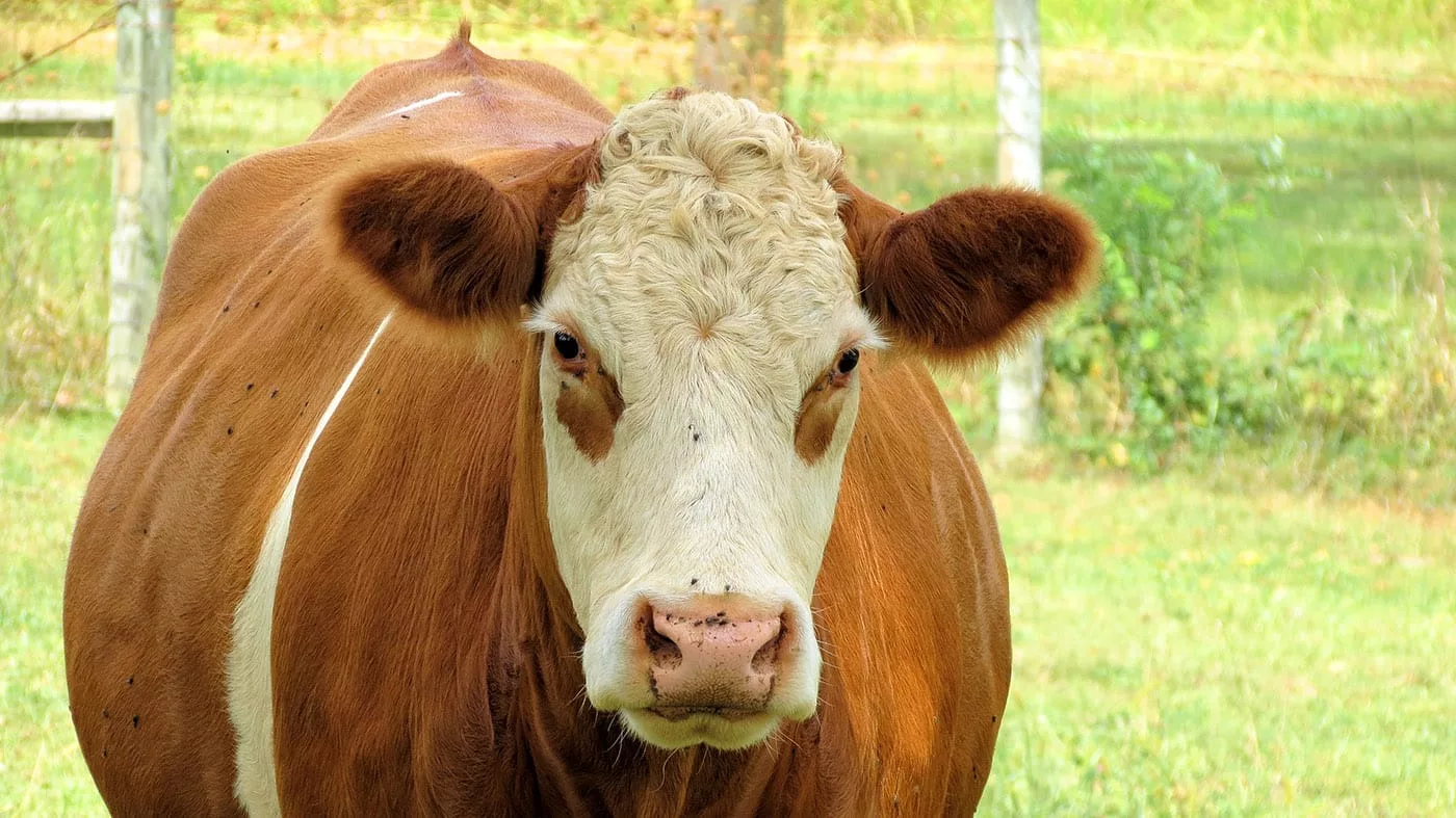 В ВКО стартовал прием заявок на субсидирование в сфере животноводства