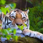 amur-tiger-resting-in-the-forest-2023-11-27-05-36-34-utc