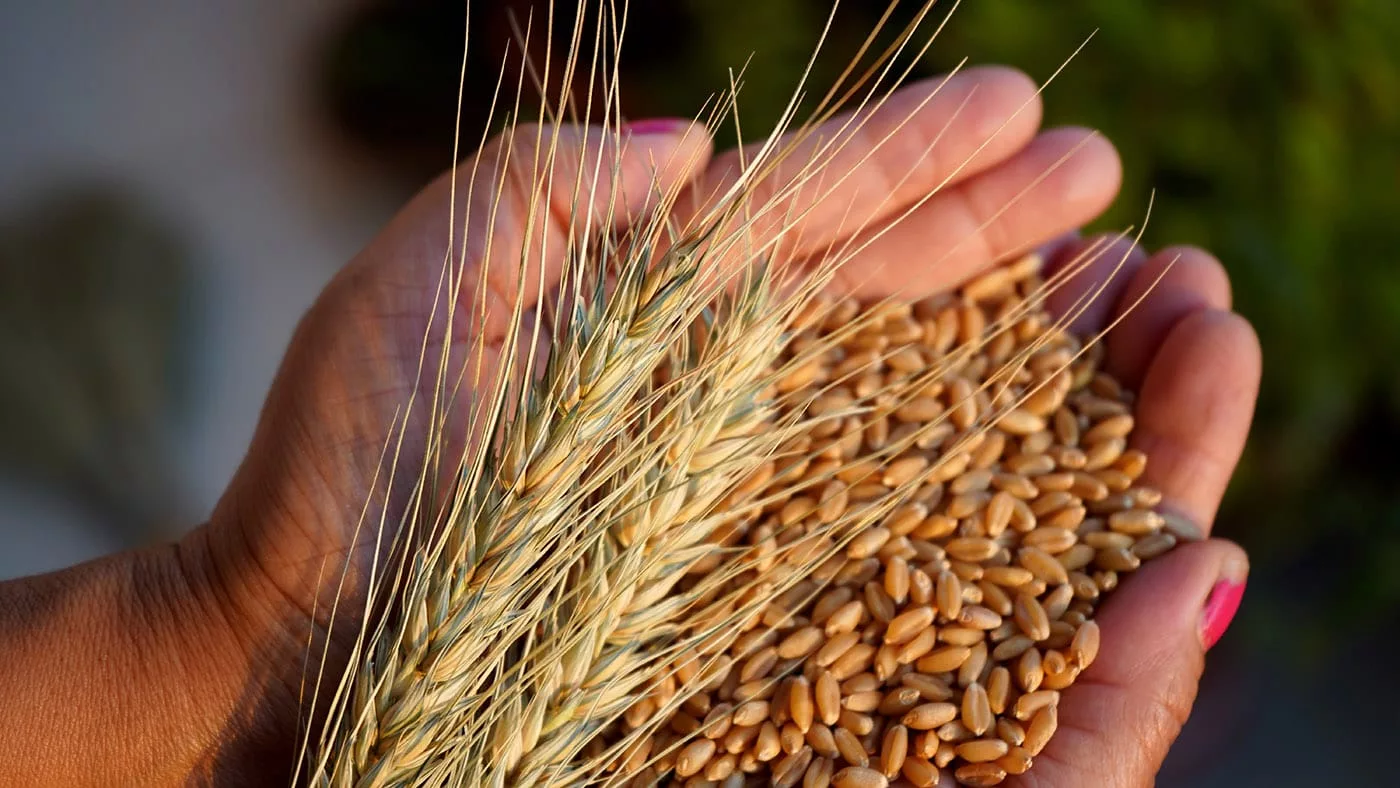 В Казахстане отмечается День хлеба. В 2024 году в стране собрано 19,2 миллиона тонн пшеницы